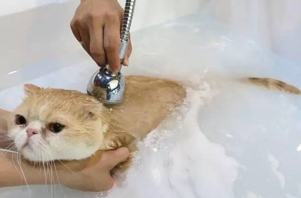 养猫知识,如何正确地给猫咪洗澡? 养猫知识,如何正确地给猫咪洗澡?
