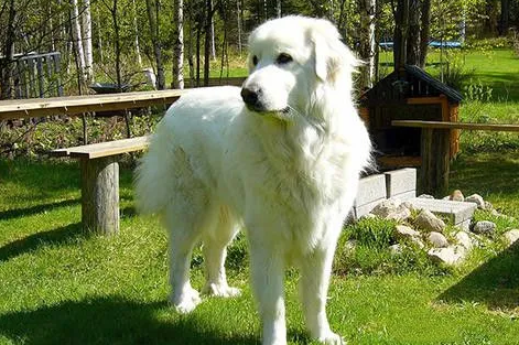 大白熊犬价格