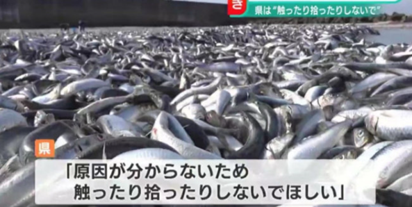 日本一沙滩惊现大量沙丁鱼 原因未知:开排核废水? 日本一沙滩惊现大量沙丁鱼 原因未知:开排核废水?