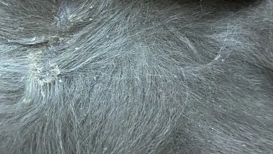 猫咪身上有皮屑怎么办？如何处理？