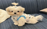 狗狗衣服在哪批发