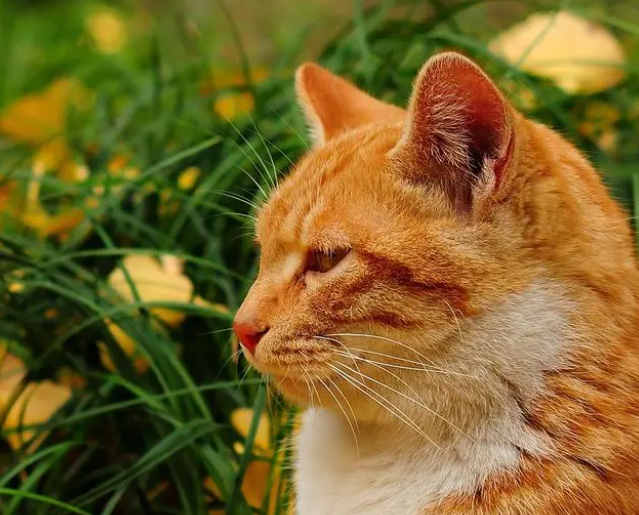 不要轻易给猫咪洗澡,这些不正当操作可能会害了它们 不要轻易给猫咪洗澡,这些不正当操作可能会害了它们