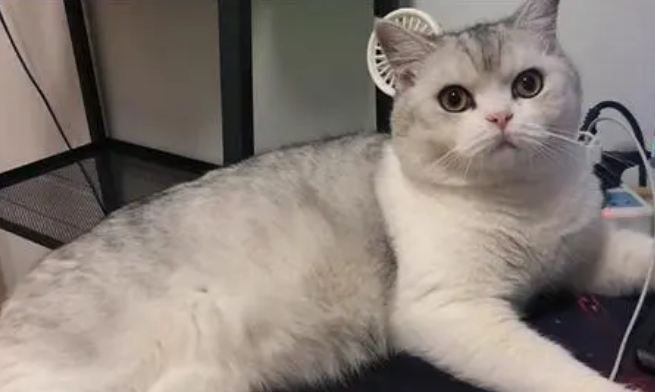 猫体外驱虫怎么做才是正确的？