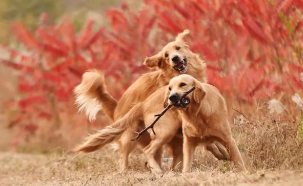 十大聪明名犬