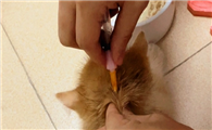 养宠科普：怎么知道猫打没打疫苗？