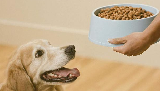 狗粮品牌前十排名金毛