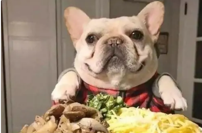 狗零食多少钱