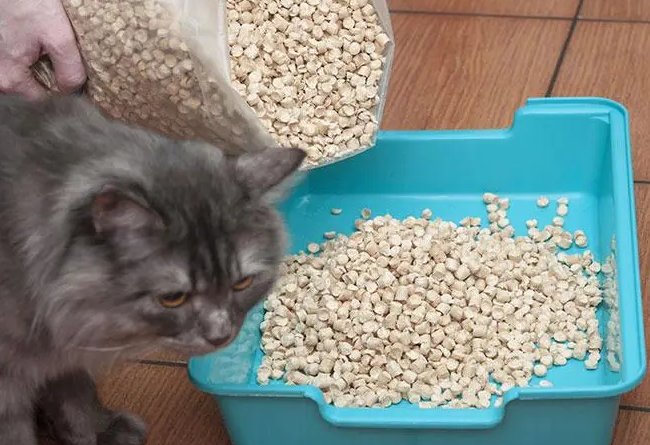 10公斤猫砂用多久
