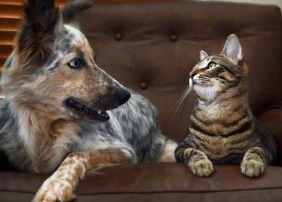 每日一问：猫为什么不如狗通人性？