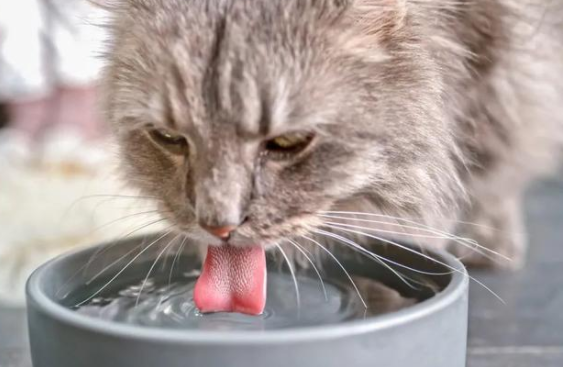 猫为什么喜欢喝人水杯的水？原来是这样