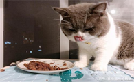 十大进口猫罐头排行