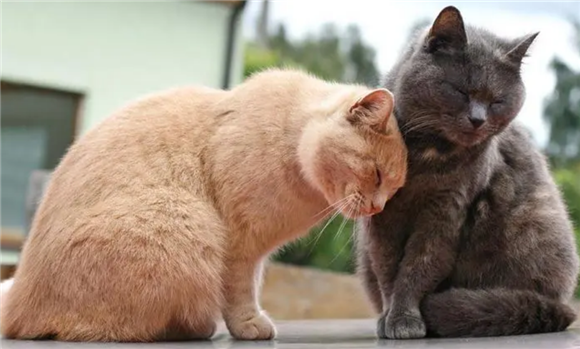 两只小猫一起养会不亲人吗?取决于这些原因 两只小猫一起养会不亲人吗?取决于这些原因