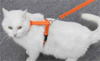 猫咪牵引绳怎么穿