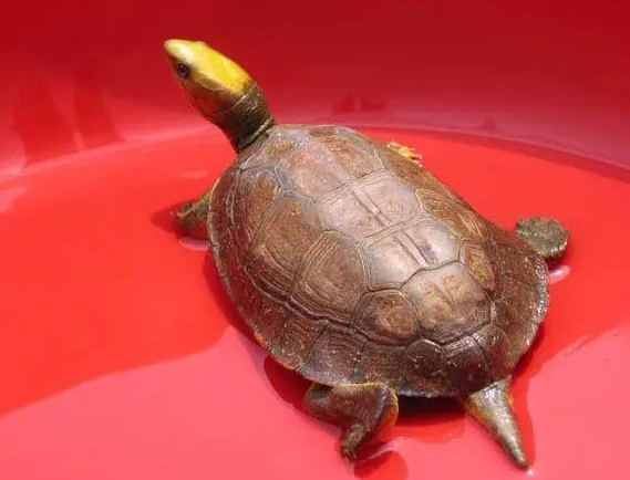 金头闭壳龟是保护动物吗?是的! 金头闭壳龟是保护动物吗?是的!