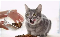 买什么牌子的猫粮好