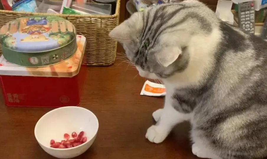 猫能吃石榴不？一起来看看吧