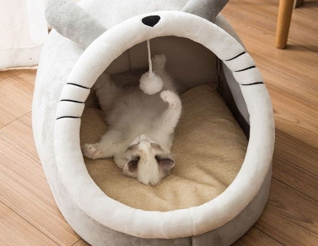 怎么让猫咪认窝