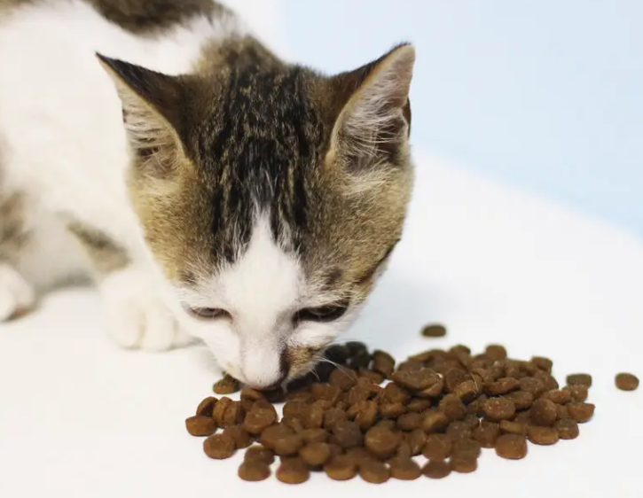 4个字的猫粮牌子