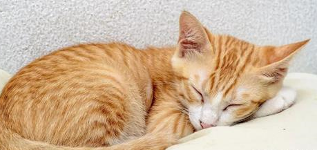 猫吃了人感冒药一定会死吗 猫吃了人感冒药一定会死吗