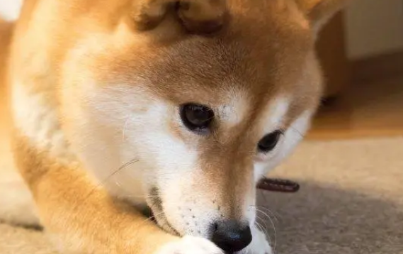 狗狗需要吃钙片吗?狗狗补钙需要重视起来! 狗狗需要吃钙片吗?狗狗补钙需要重视起来!