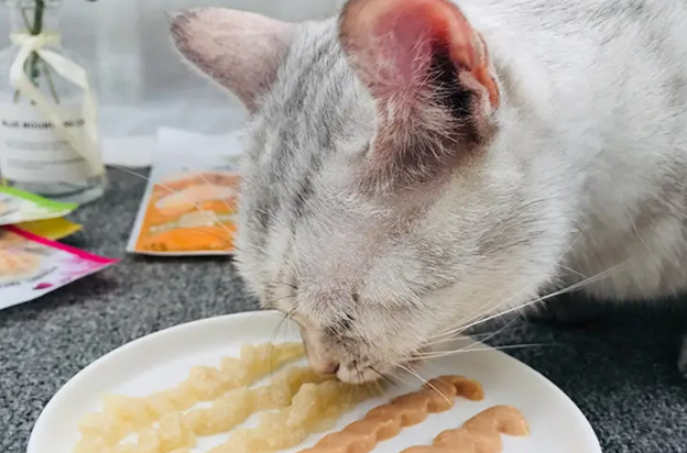 给猫吃什么零食