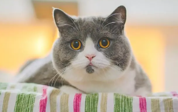猫条没营养不能喂？猫条不是毒药，而且对猫来说好处不少
