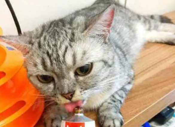 猫咪超爱吃营养膏的，但是日常真有必要天天吃吗？营养品别乱吃