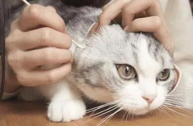 猫咪为什么耳螨