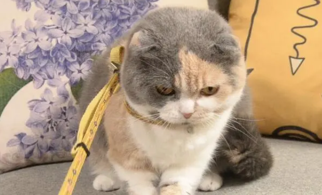 猫狗牵引绳通用吗