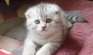 宠物猫品种大全 宠物猫品种大全