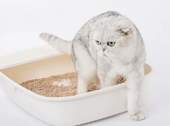 猫砂放哪里比较好 猫砂放哪里比较好