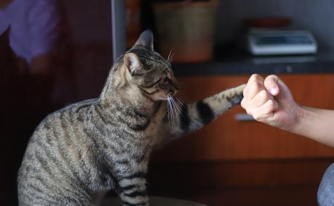 揍猫猫会长记性吗?暴力根本解决不了问题 揍猫猫会长记性吗?暴力根本解决不了问题