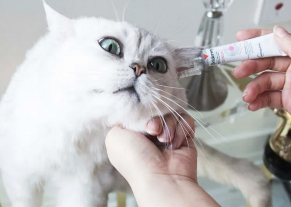 猫除耳炎用什么药
