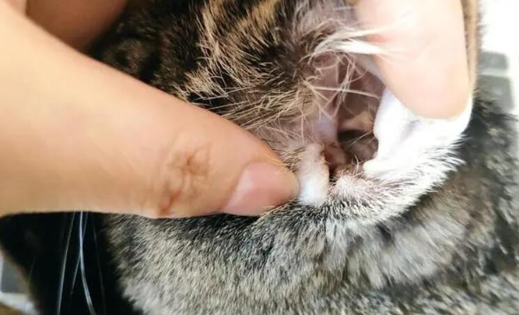 猫咪耳螨是什么 猫咪耳螨是什么