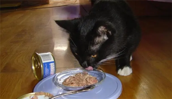 猫喜欢什么口味的罐头