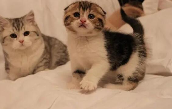 猫咪眼睛流黄水怎么回事?铲屎官清楚吗? 猫咪眼睛流黄水怎么回事?铲屎官清楚吗?