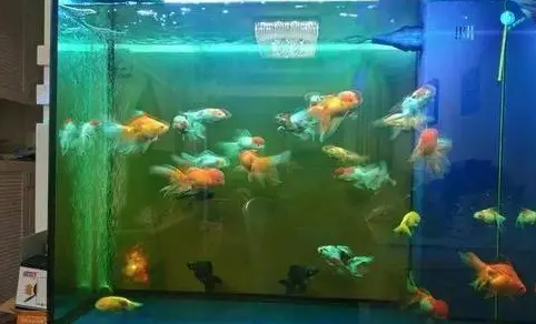 鱼缸水质怎么判断好坏?鱼缸水质变差怎么处理? 鱼缸水质怎么判断好坏?鱼缸水质变差怎么处理?