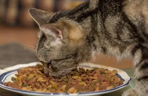 猫粮多少钱一斤的好