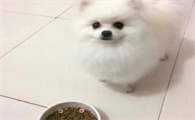 博美吃那个狗粮好