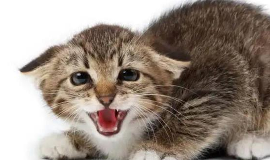 猫飞机耳是怎么回事?此文见真章~ 猫飞机耳是怎么回事?此文见真章~
