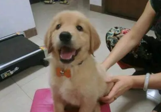 金毛两个月多大，看这就清楚了！