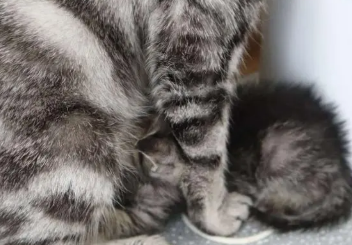 猫咪益生菌避坑指南，这样喂才有效果
