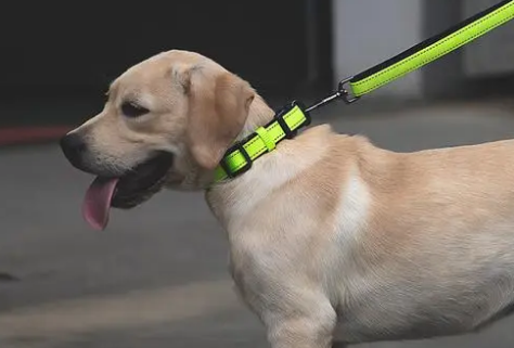 大型犬项圈和牵引绳