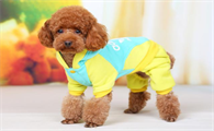 小狗衣服的牌子