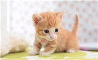 猫咪下面出血是什么原因?一定要重视
