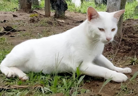 主人去世后，19岁老猫决定自杀…