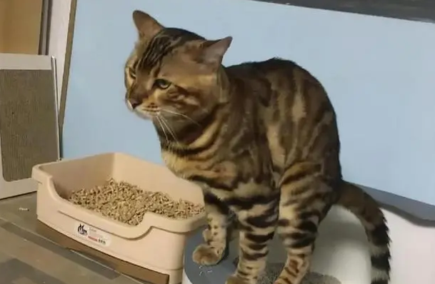 豹猫适合的猫粮