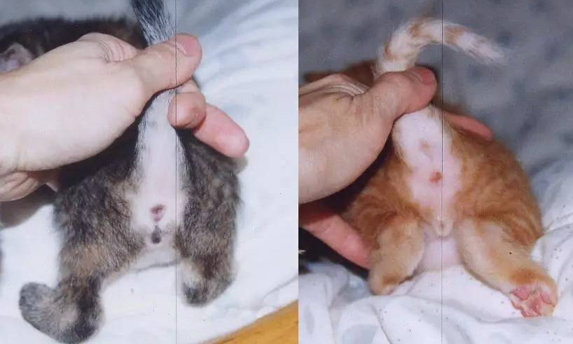 公猫和母猫怎么区别?看这里 公猫和母猫怎么区别?看这里