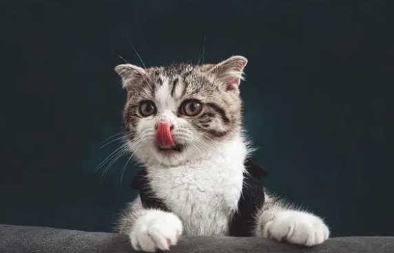 你家猫是吃猫粮为主吗？如果是，那请搭配一根猫条！作用有很多