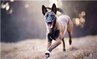 马犬喜欢什么玩具